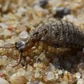 Larva mravkolva. (Foto V. Peřina)