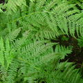 Papratka horská (Athyrium distentifolium). (Foto A. Hájek)