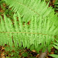  Kapraď rezavá (Dryopteris affinis). (Foto A. Hájek)