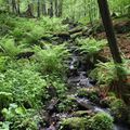Potok s papratkou samičí v přírodní rezervaci Holina