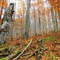 Bučina v přírodní rezervaci Holina