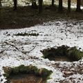 Mofetové pole v přírodní rezervaci Milhostovské mofety