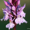 Prstnatec Fuchsův je statnější druh orchideje dorůstající výšky až 50 cm